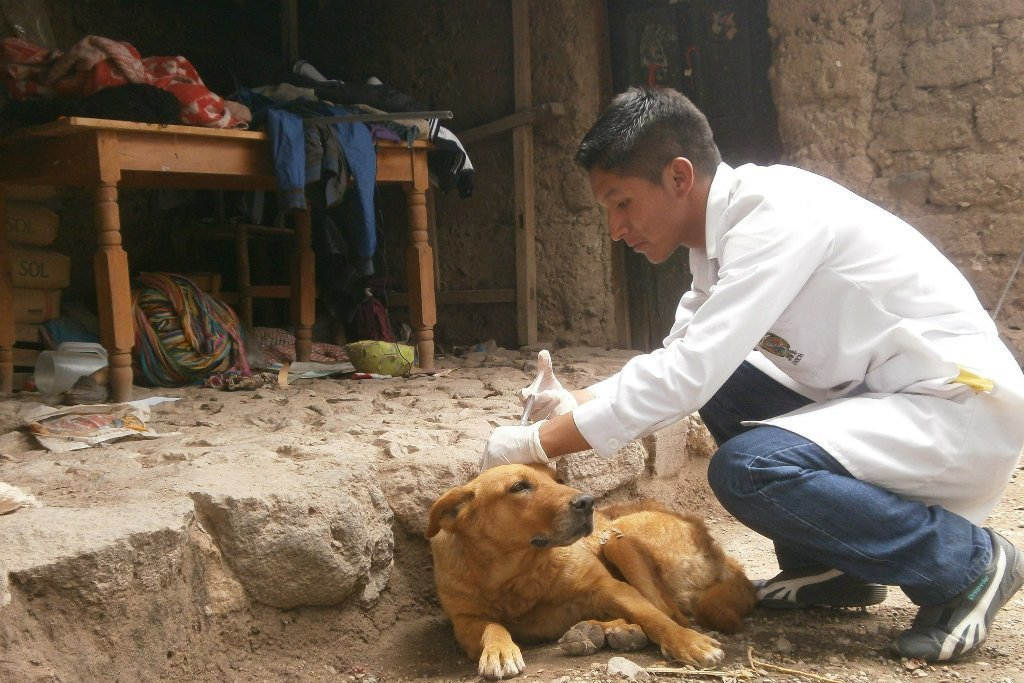 CHILE YA NO TIENE RABIA HUMANA TRANSMITIDA POR PERROS